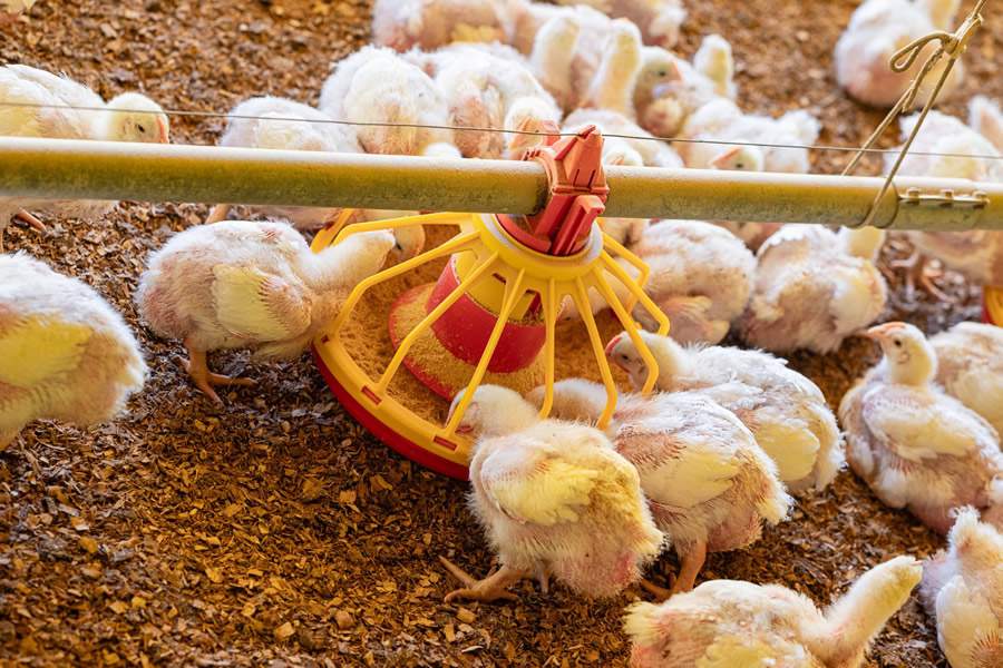 Crédito: Divulgação Auster Nutrição Animal 