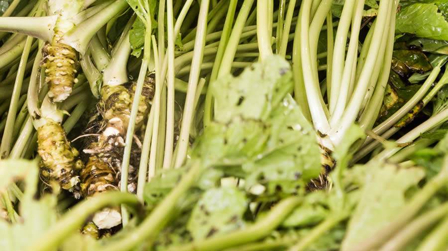 Japan House São Paulo - divulgação