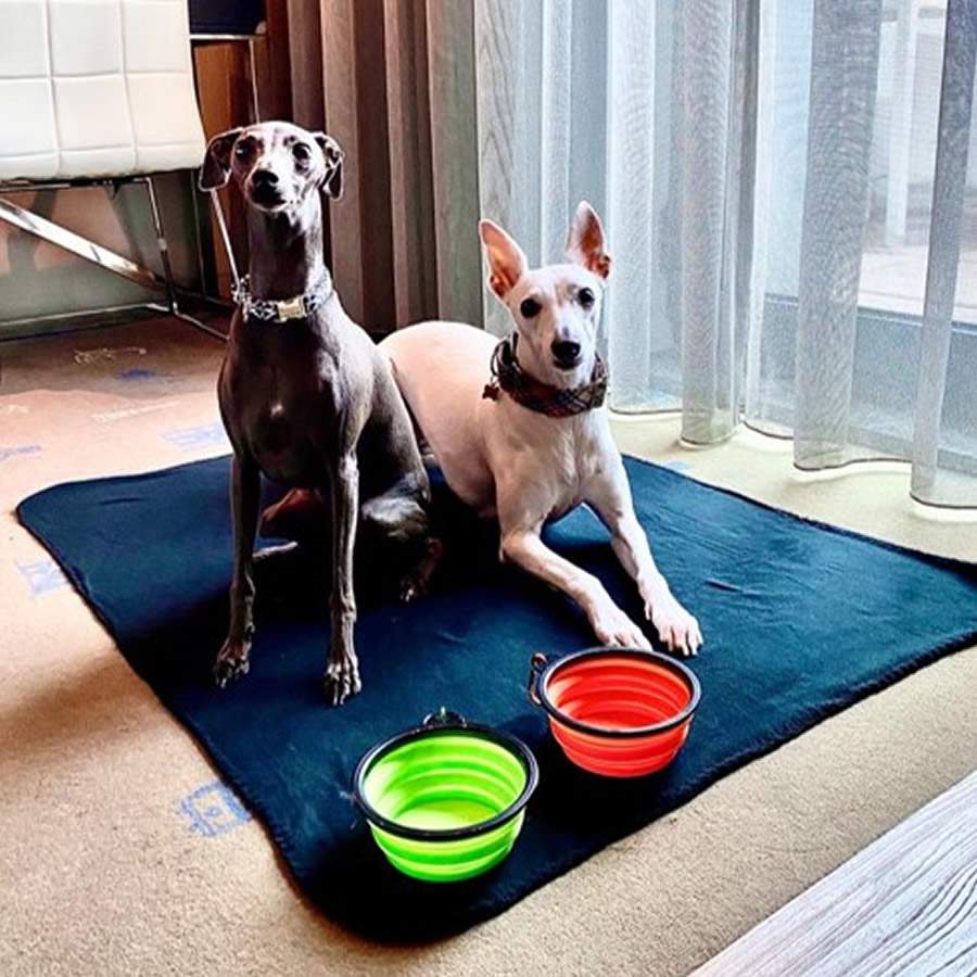 Lisboa Petfriendly - Melia Lisboa