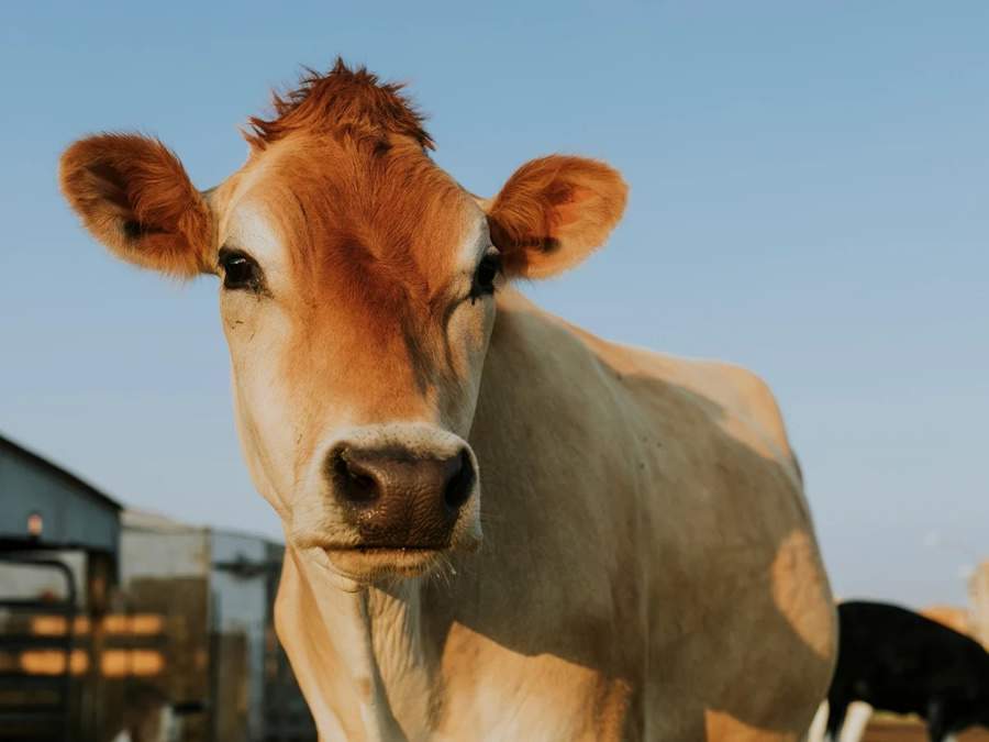 Movimento a carne do futuro &eacute; animal. Cr&eacute;dito: Freepik