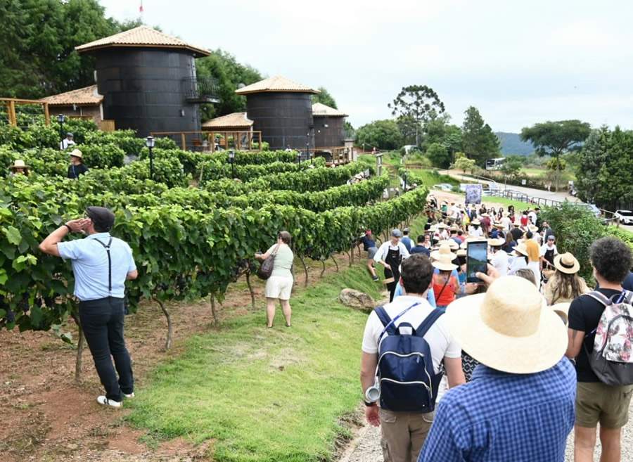 12ª Pisa da Uva na Quinta do Olivardo em 2024 (Foto: Alan Morici)