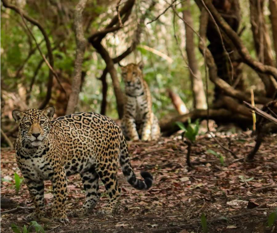 Saf&aacute;ri virtual &eacute; realizado na base do On&ccedil;afari, no Ref&uacute;gio Ecol&oacute;gico Caiman, localizado no Pantanal - Edu Fragoso