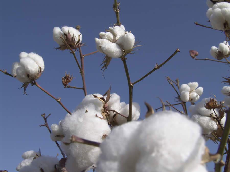 Algodão safrinha: mobilidade do boro via floema é chave para a alta produtividade