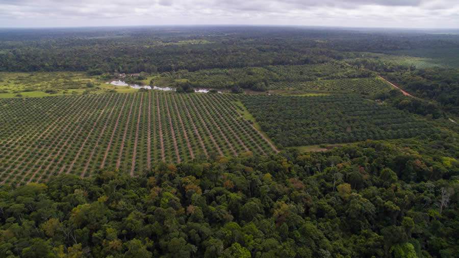 Projeto pioneiro da Natura comprova viabilidade da agrofloresta para cultivo de palma como alternativa &agrave; monocultura
