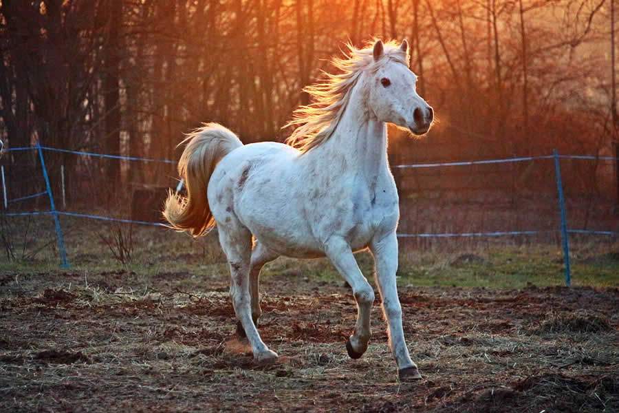 Cavalos oferecem melhor qualidade de vida às pessoas autistas