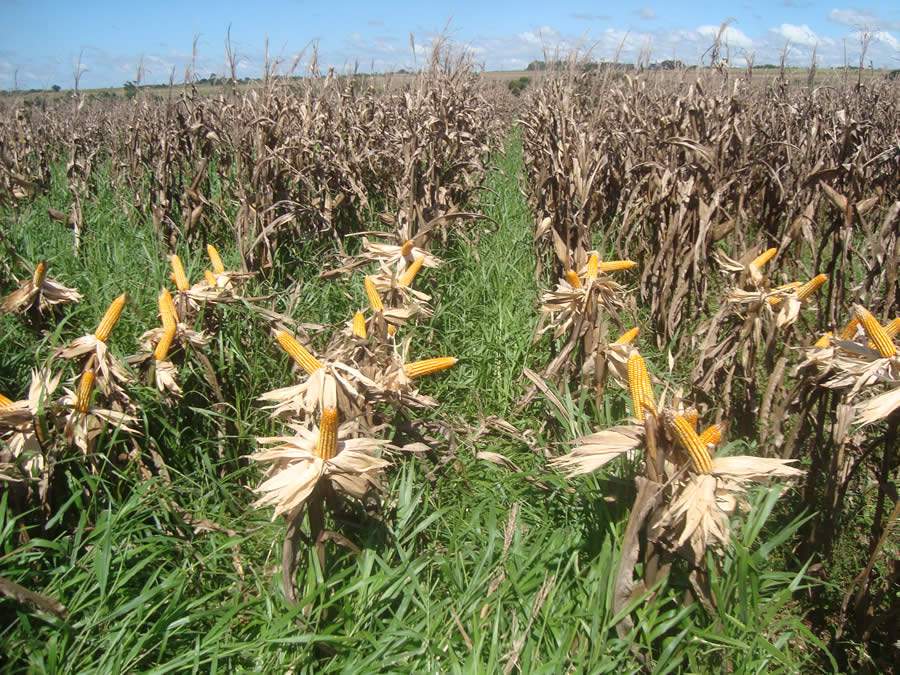 Crédito Divulgação