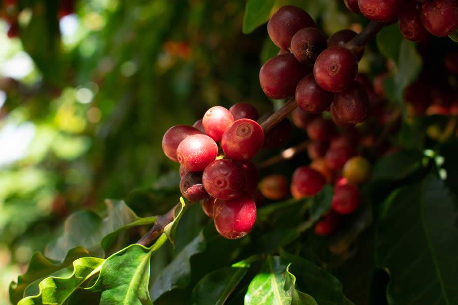 Fazenda Santa Monica