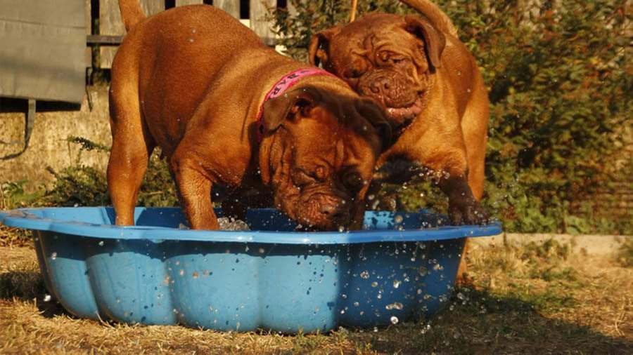 Protegendo cães e gatos do calor e clima seco: Veterinário do CEUB orienta como refrescar pets