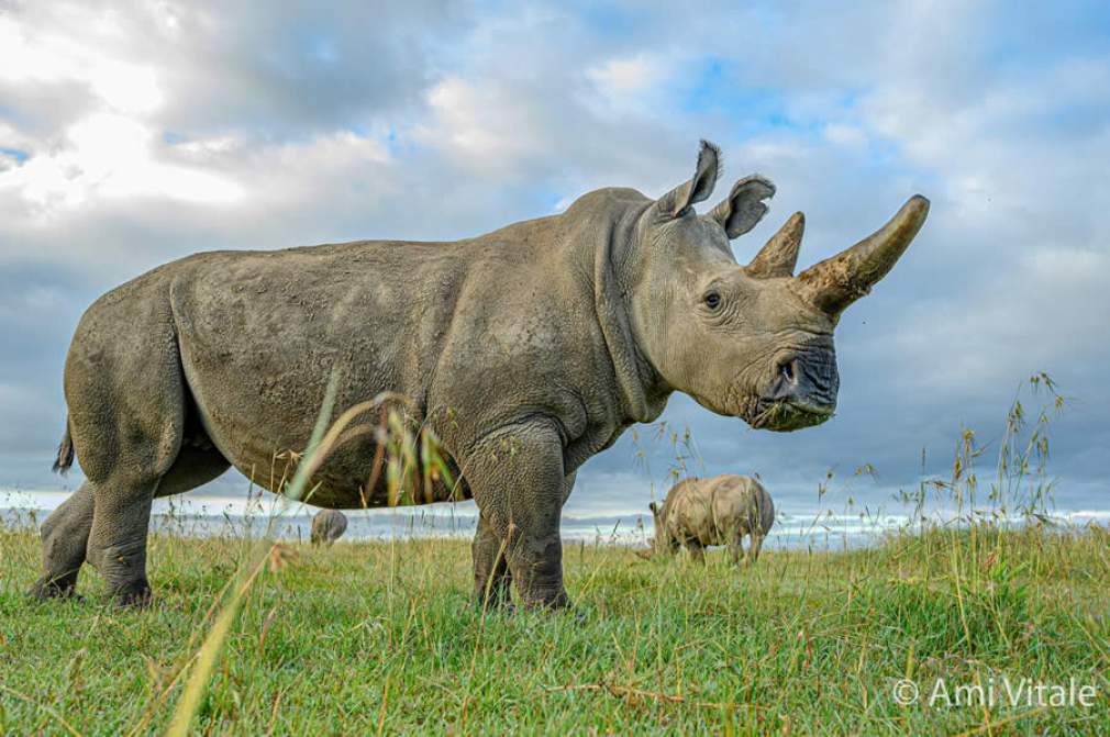 Embrião recém-criado nutre esperança para a sobrevivência do rinoceronte branco do Norte