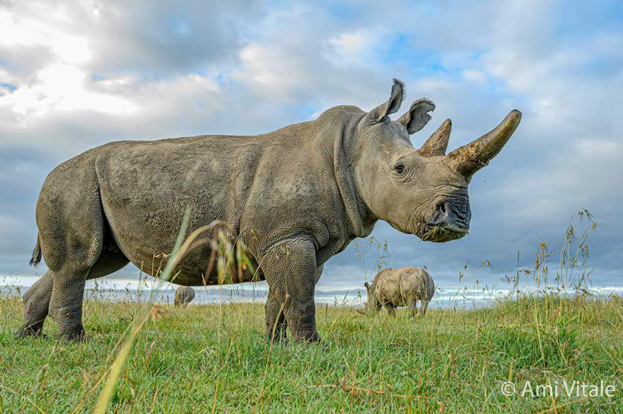 Embrião recém-criado nutre esperança para a sobrevivência do rinoceronte branco do Norte