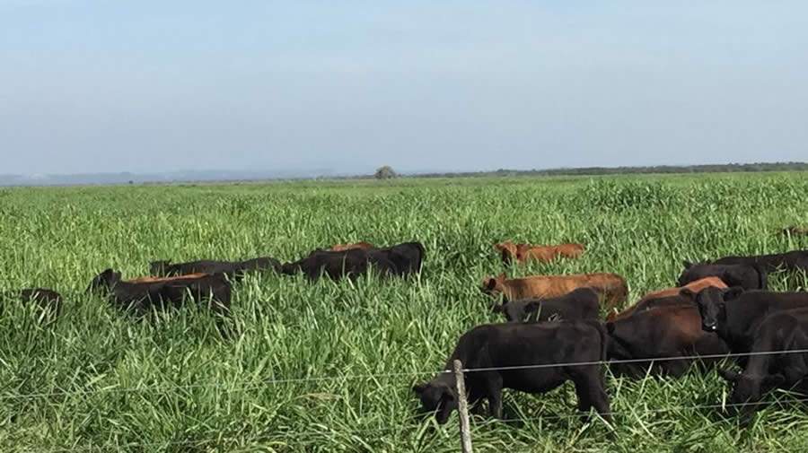 Fazenda quadriplica lotação de animais por hectare com correto manejo de pastagem