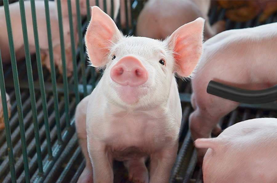 Limpeza e desinfecção são ferramentas essenciais para um programa de biosseguridade eficaz