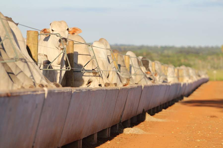 Cercas de alta resistência contribuem para o sucesso do confinamento dos bovinos