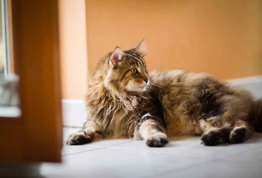 No ‘Dia Mundial do Gato’, especialista da Boehringer Ingelheim alerta para controle de parasitas e check-ups periódicos nos felinos