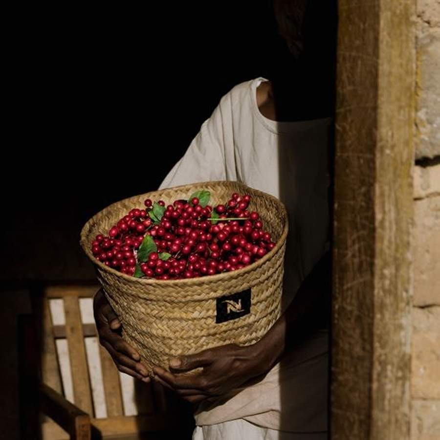 Reviving Origins | Nespresso investe em revitalização de cultura cafeeira em Uganda, Zimbábue e Colômbia