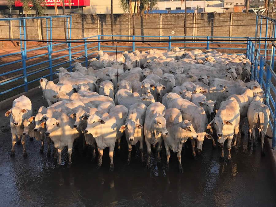 Goi&acirc;nia (GO) recebe 566 animais para avalia&ccedil;&atilde;o. Peso e cobertura de gordura s&atilde;o diferenciais da etapa do Circuito Nelore de Qualidade