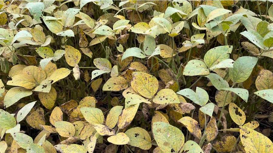 ferrugem da soja_2_crédito_José de Freitas