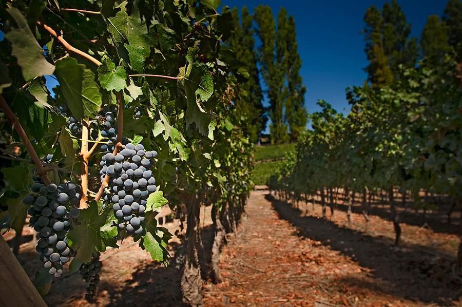 Vinhedo Pirque - Divulga&ccedil;&atilde;o