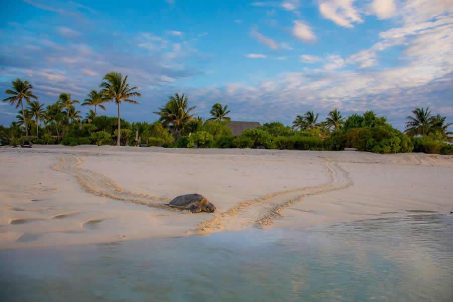 Monitoramento de tartarugas-verdes em Tetiaroa celebra 20 anos de conserva&ccedil;&atilde;o