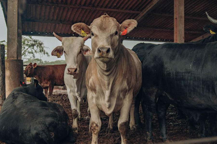 Scot-Consultoria-Confina-Brasil-2023-finaliza-terceira-semana-de-pesquisa-expedicionaria-em-SP-e-PR-foto-divulgacao