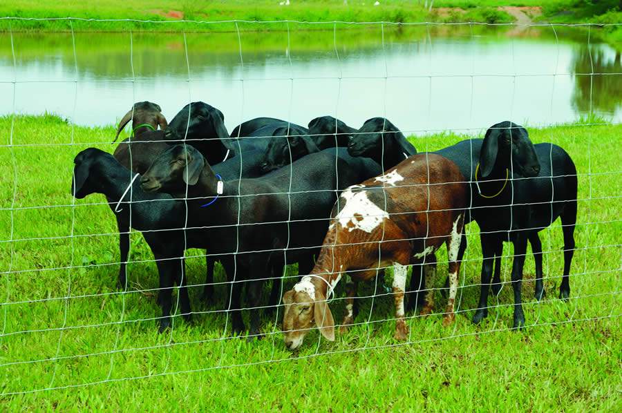 Sucesso da criação de caprinos e ovinos exige cercamento eficaz da propriedade, afirma especialista da Belgo Bekaert Arames