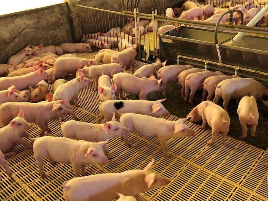 Caiu o consumo de ração na granja de suínos? Descobrir a causa é o primeiro passo