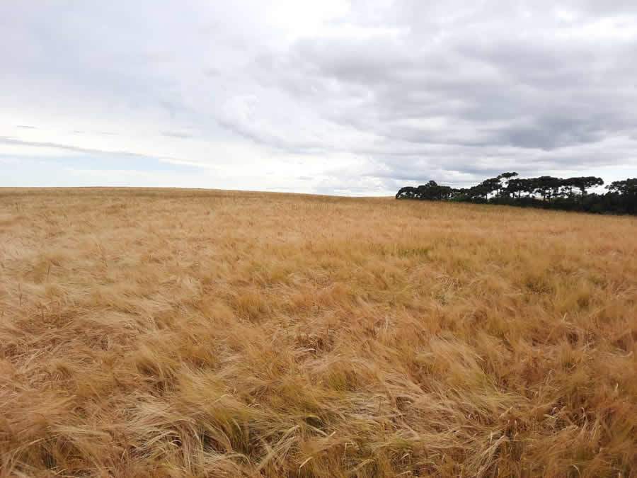 Cevada brasileira caminha para safra recorde impulsionada por manejo eficiente