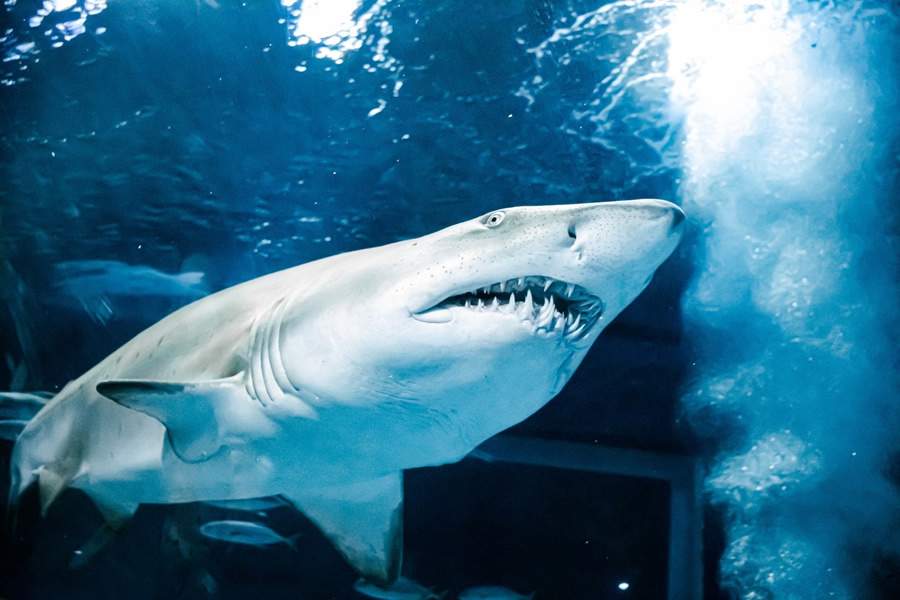 AquaRio atinge a marca 5 milhões de visitantes nesta segunda-feira