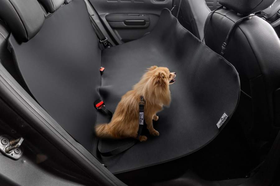 Novo SUV Citro&euml;n C4 Cactus 2024 oferece ampla lista de acess&oacute;rios voltados ao conforto e &agrave; seguran&ccedil;a &ndash; de pets e humanos