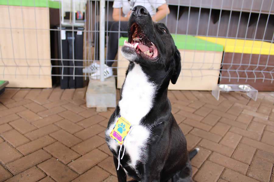 Empresa promove pet day com foco na sa&uacute;de mental de colaboradores