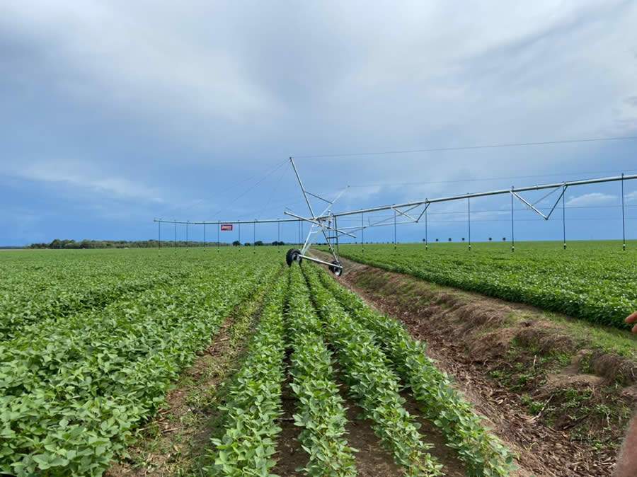 Produtora realiza tr&ecirc;s safras por ano com uso de piv&ocirc;s