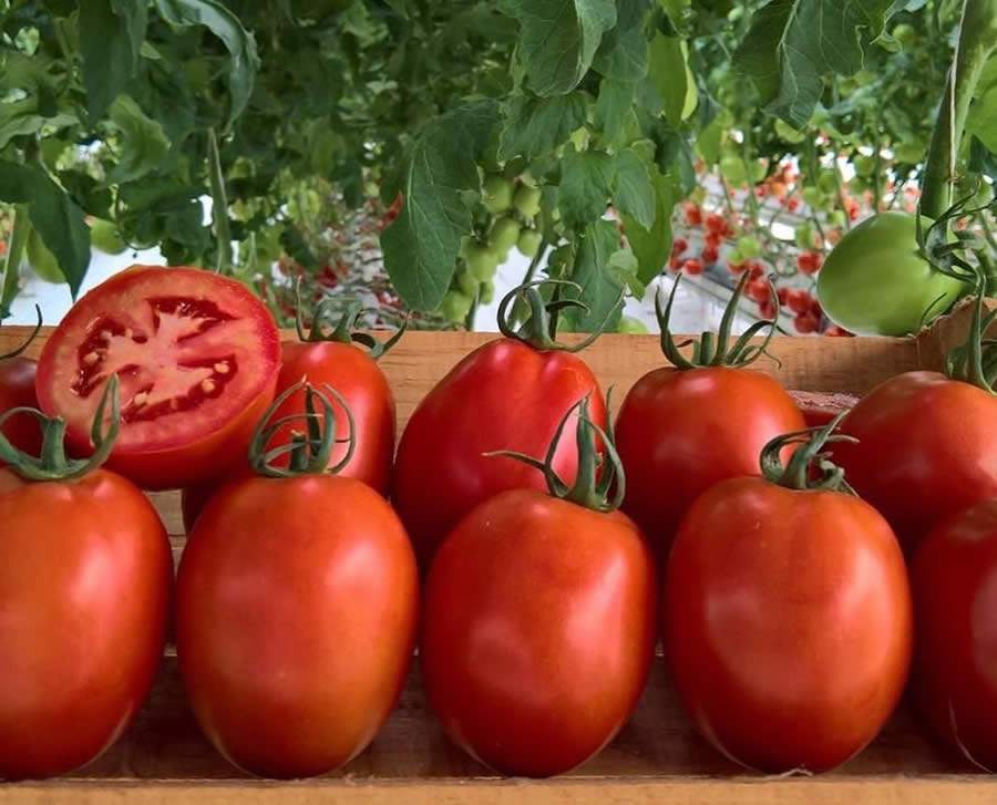 Empresa detecta gene resistente a vírus que dizima tomateiros
