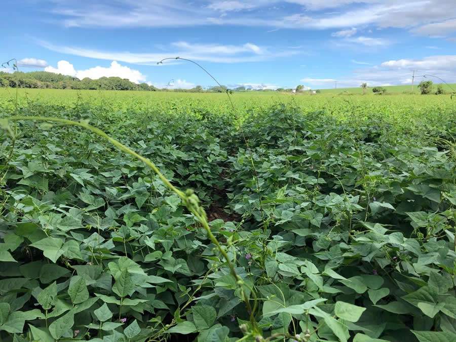 Fungicida age com eficácia sobre três doenças com relevância econômica do feijoeiro