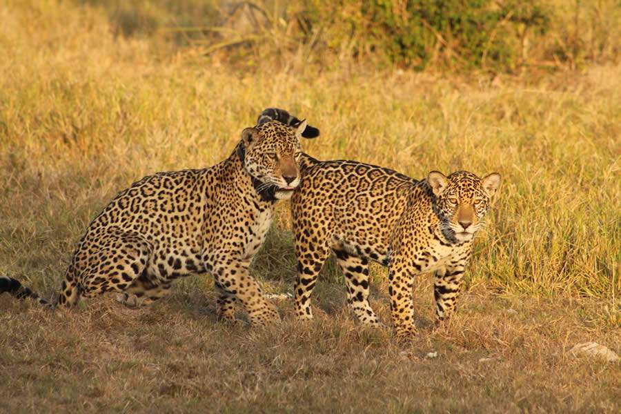 Sucesso da reintrodução acontece quando os animais soltos geram descendentes, que, por sua vez, devem ser férteis - João Bachur - Onçafari
