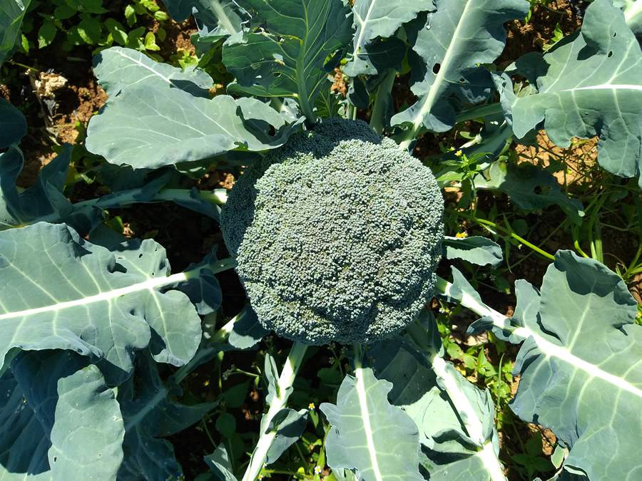 Brócolis Master, da TSV Sementes - Agristar do Brasil