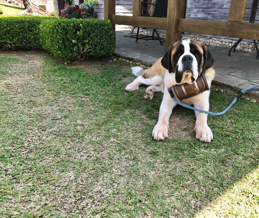 Bingo - Divulga&ccedil;&atilde;o