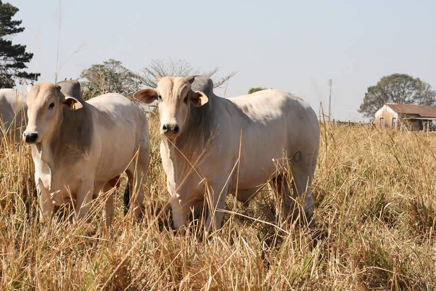 Terminação Intensiva a Pasto, ou TIP, surge como uma estratégia que traz velocidade para a etapa dos animais nas propriedades