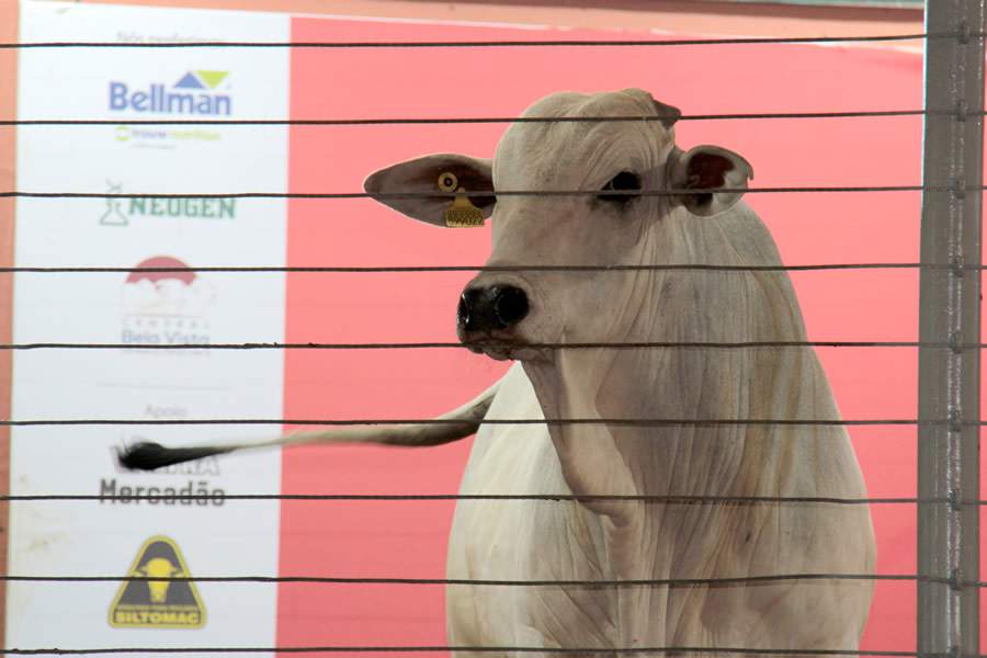 Megaleilão Nelore CFM tem liquidez total. 100% dos touros vendidos!