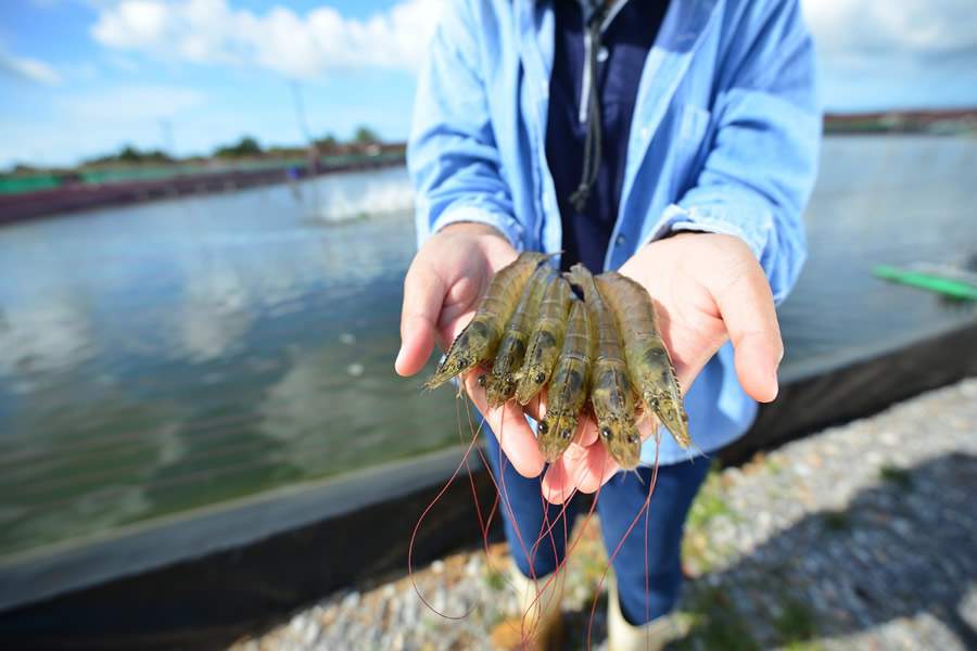 Criação em cultivo protegido alavanca produção de camarão