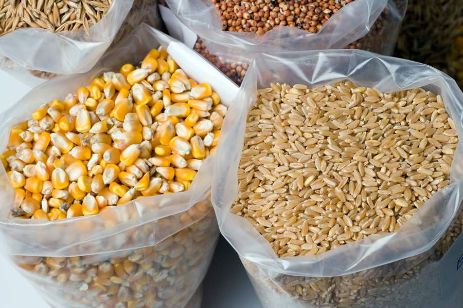 Pragas têm potencial para provocar prejuízos de até R$ 200 bilhões aos cereais durante a armazenagem