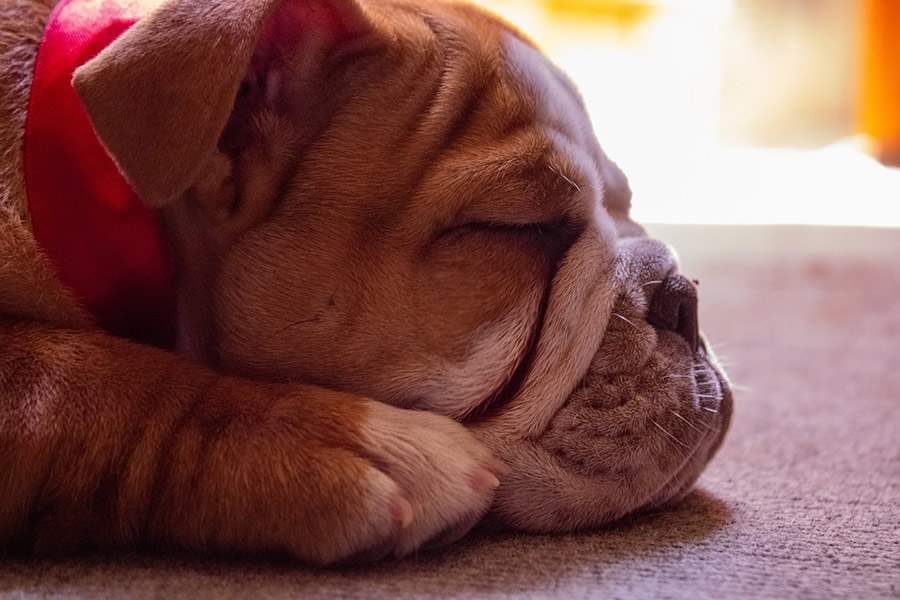 Cr&eacute;dito: Divulga&ccedil;&atilde;o