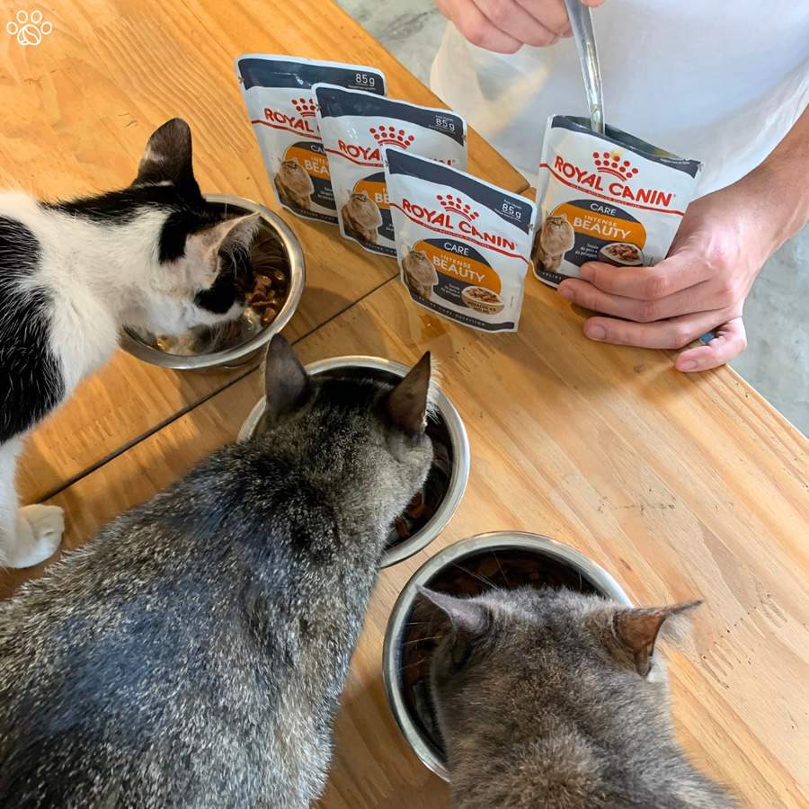 Cr&eacute;ditos: Divulga&ccedil;&atilde;o ROYAL CANIN&reg;