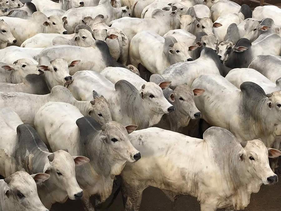 Pela primeira vez, Santana do Araguaia (PA) recebe etapa do Circuito Nelore de Qualidade