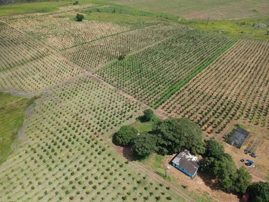 Investimento em &aacute;rvores cresce e empresa amplia oferta de t&iacute;tulos no mercado