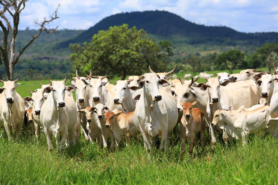 Investimento em um bom programa nutricional é fator importante para obter sucesso nos índices reprodutivos - Connan