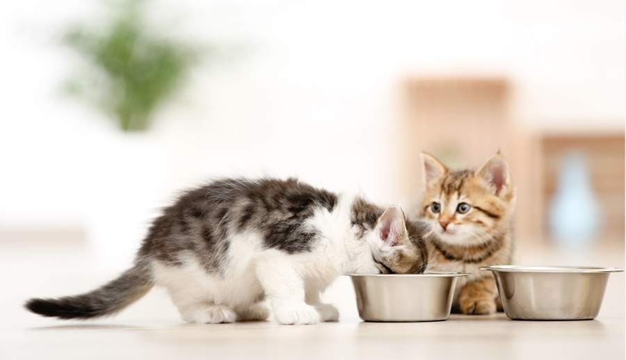 Créditos: Divulgação ROYAL CANIN®