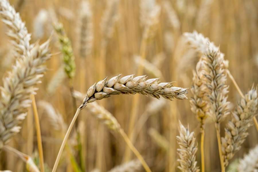 Seguindo a tendência de crescimento nacional da safra de trigo, São Paulo apresenta em 2022 um novo recorde de produção para o cereal, superando as 500 mil toneladas.