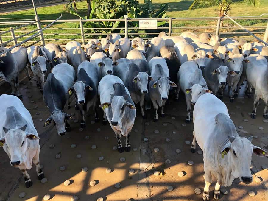 Conheça os vencedores do Circuito Nelore de Qualidade, etapa Nanuque (MG) na unidade do frigorífico Frisa