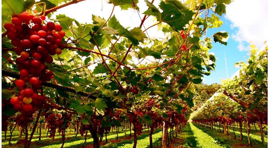 Vinhedo no Circuito das Frutas regi&atilde;o de Indaituba SP - (Divulga&ccedil;&atilde;o)