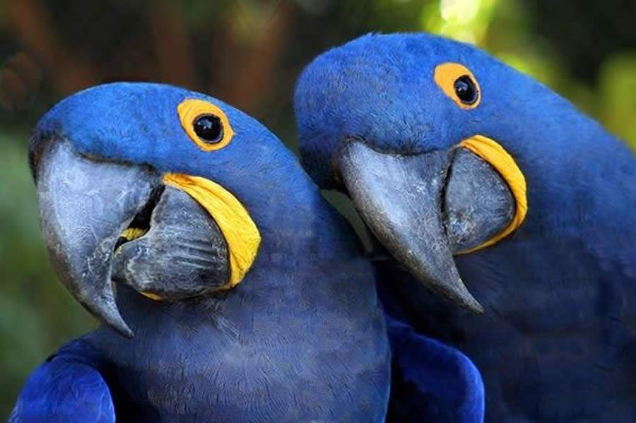 Conheça as aves “românticas” do Brasil